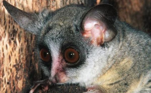 索马里婴猴的科普介绍，快来了解一下吧