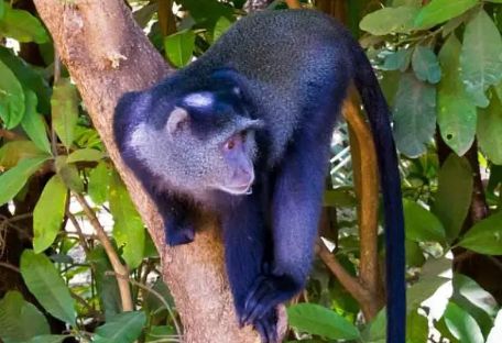 白领青长尾猴品种简介