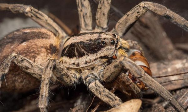 蜘蛛的理想食物（探寻蜘蛛的饮食习性及关键营养摄入）