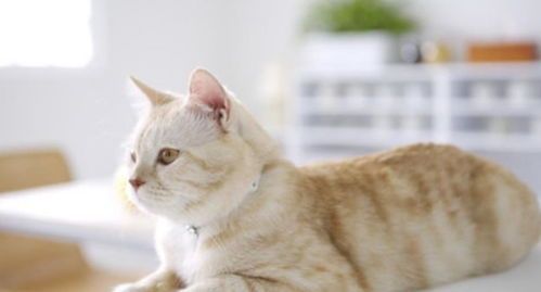 宠物猫睡眠习性揭秘