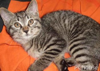 中国狸花猫简介