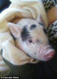 女子养的宠物猪一年长到300多斤，一场意外的养殖经历，女子宠物猪一年猛长至300多斤，意外养殖经历