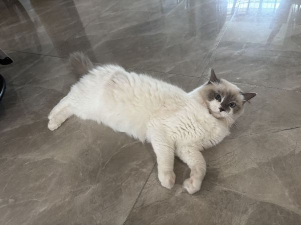 家有一只母布偶猫，寻找一公布偶猫交配