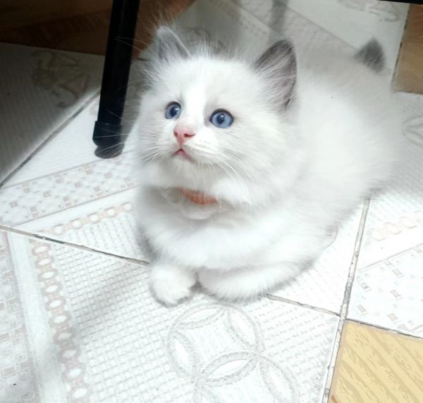 出售布偶小公猫