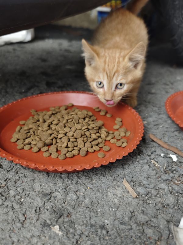 猫咪免费求领养！！！