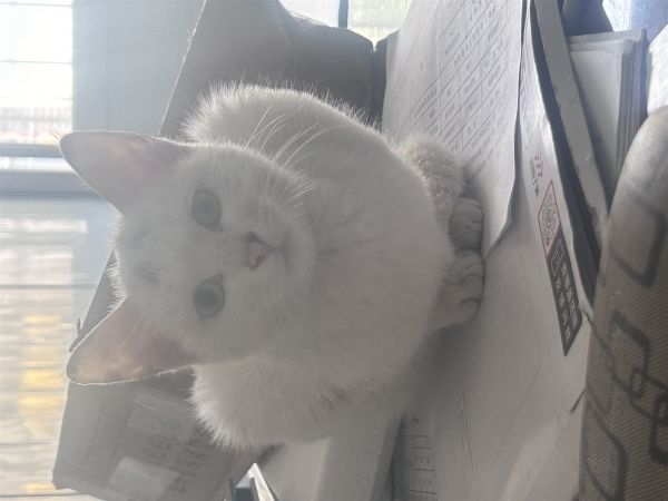 求爱猫人士领养