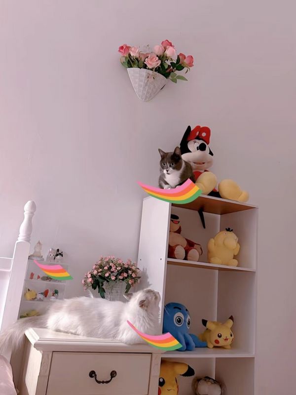 寻爱心人士领养