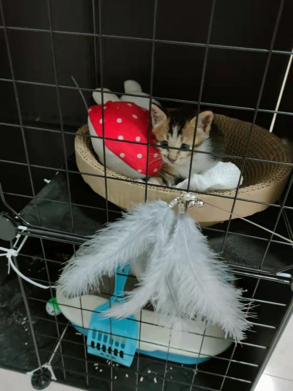 捡到一只小猫，求收养