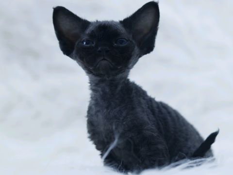 大麦猫舍·长春本地德文卷毛猫 专业猫舍繁育 品质保障 血统纯正