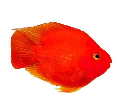 《红色小热带鱼的品种和特点》（探索红色小热带鱼的多样性及其美丽魅力）