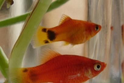 《红色小热带鱼的品种和特点》（探索红色小热带鱼的多样性及其美丽魅力）