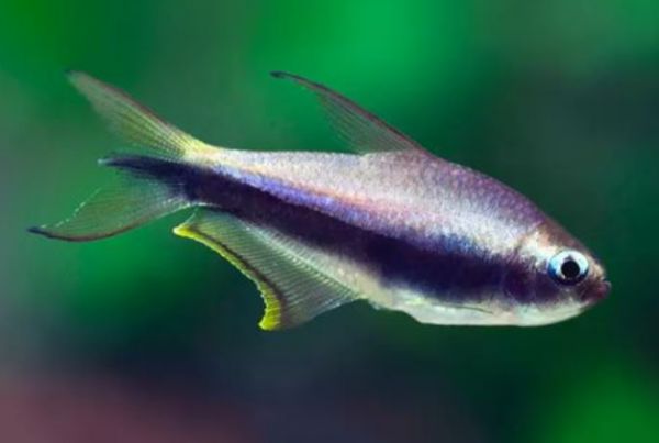 想知道热带鱼的种类有哪些？