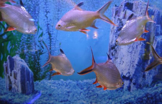 家用鱼缸推荐：适合养殖的各种热带鱼！