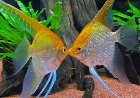 家用鱼缸推荐：适合养殖的各种热带鱼！