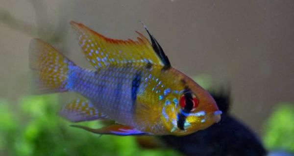 如何选择适合养殖的小热带鱼品种（探索小热带鱼中最易于饲养的品种）