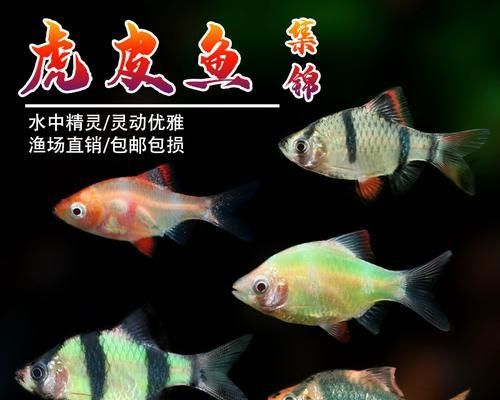如何选择适合养殖的小热带鱼品种（探索小热带鱼中最易于饲养的品种）