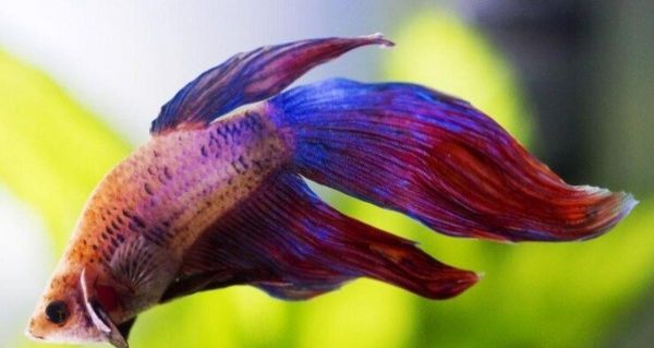 如何选择适合养殖的小热带鱼品种（探索小热带鱼中最易于饲养的品种）