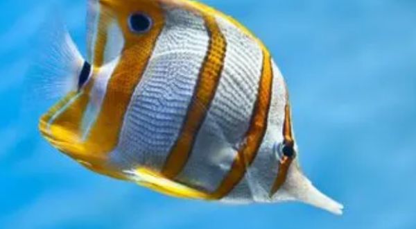 热带鱼吃什么？喜欢吃动物性饵料！