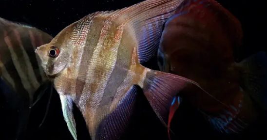 热带鱼吃什么？喜欢吃动物性饵料！