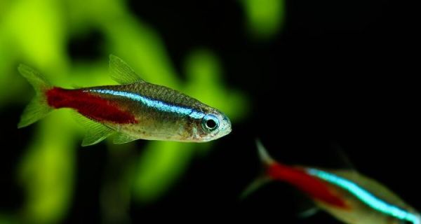 探究小热带鱼中脾气最好的品种（以温和亲和为主要特点——小热带鱼品种调查）