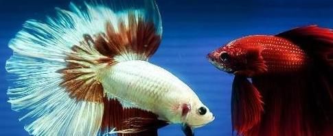 探究小热带鱼中脾气最好的品种（以温和亲和为主要特点——小热带鱼品种调查）