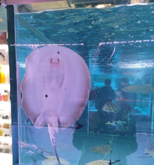 探究小热带鱼中脾气最好的品种（以温和亲和为主要特点——小热带鱼品种调查）