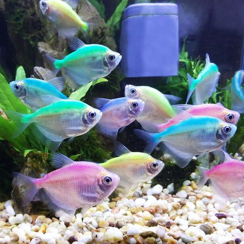 热带鱼界，红线鱼领航宠物圈