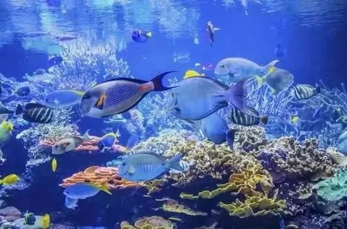 热带鱼品种繁多，快来赏鉴宝！