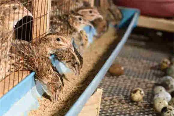 自制鹌鹑饲料教程，简化下蛋鹌鹑饲料配方