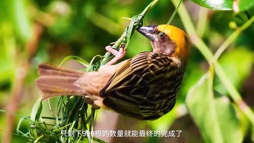 动物界的建筑大师，用一千根叶茎打造鸟巢，织布鸟