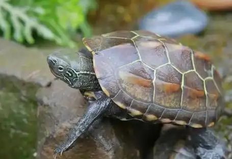 中华草龟魅力解析——从品种特征到科学养护