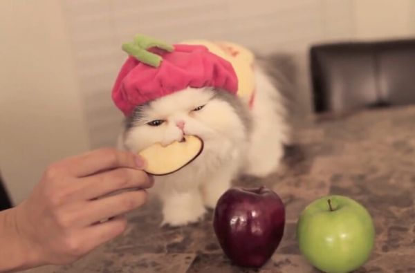 小猫喜欢吃什么东西？这 10 样食物它看到都会“流口水”