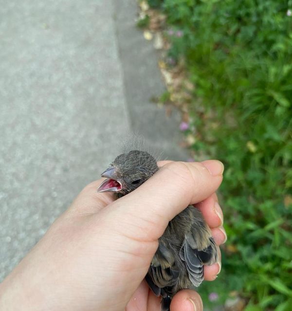 窝雏画眉鸟的喂养技巧（学习如何轻松养护小雏鸟，让它们茁壮成长）