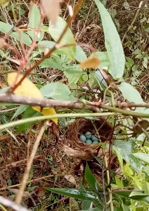 窝雏画眉鸟的喂养技巧（学习如何轻松养护小雏鸟，让它们茁壮成长）