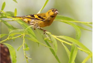 宠物鸟品种大全？适合初养者的十大易养鸟推荐