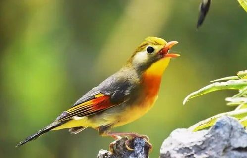 宠物鸟品种大全？适合初养者的十大易养鸟推荐