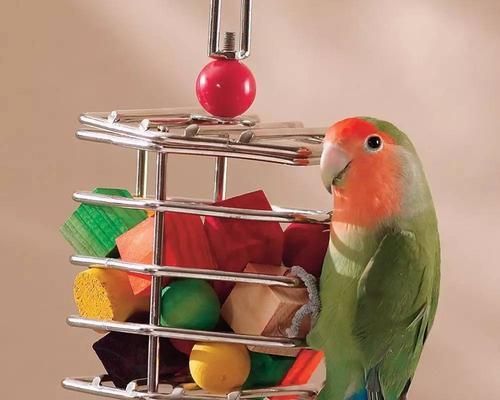 以黄领吸蜜鹦鹉为宠物的饲养方法（掌握养护技巧，让宠物健康成长）