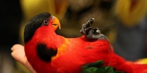 以黄领吸蜜鹦鹉为宠物的饲养方法（掌握养护技巧，让宠物健康成长）