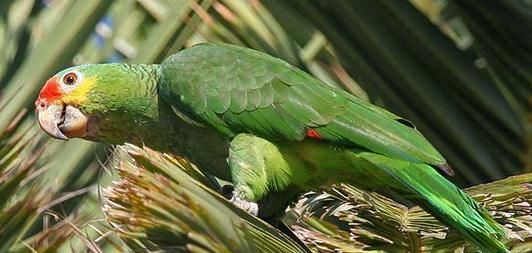 如何饲养古巴亚马逊鹦鹉（养护要点、食物选择、训练技巧）