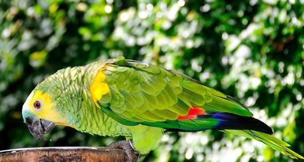 如何饲养古巴亚马逊鹦鹉（养护要点、食物选择、训练技巧）