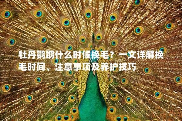 牡丹鹦鹉什么时候换毛？一文详解换毛时间、注意事项及养护技巧