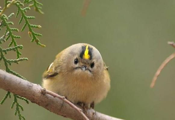 如何正确饲养褐黄沼泽雀（宠物鸟褐黄沼泽雀的养护技巧）