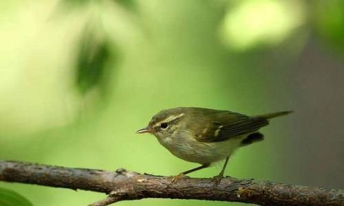 如何正确饲养褐黄沼泽雀（宠物鸟褐黄沼泽雀的养护技巧）