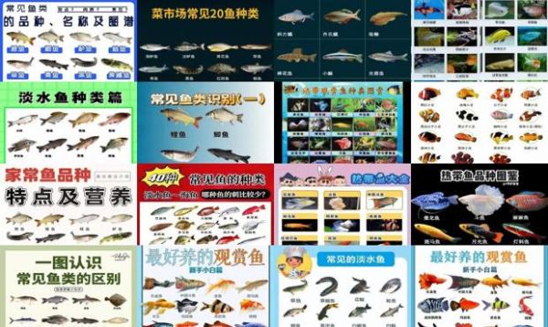 鱼的种类大全及名字