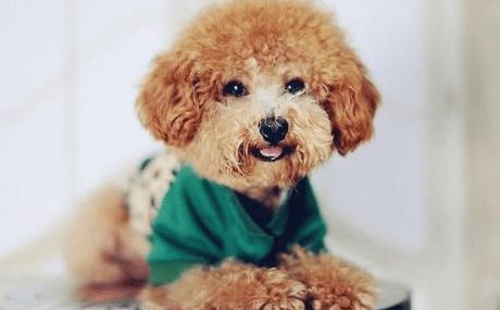 宠物泰迪拉肚子快速处理攻略