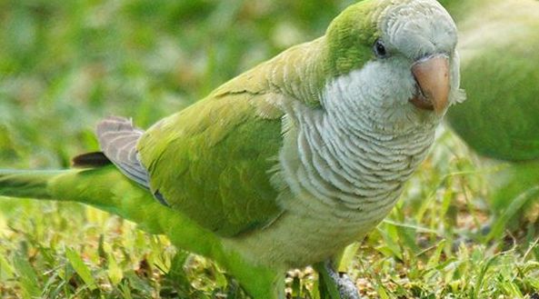 和尚鹦鹉认主人的表现