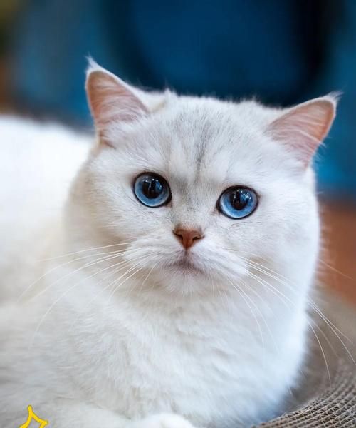 猫的妊娠期和产仔过程（揭秘猫咪怀孕的时间和分娩过程，让你更了解你的宠物）