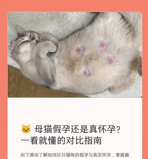猫的妊娠期和产仔过程（揭秘猫咪怀孕的时间和分娩过程，让你更了解你的宠物）