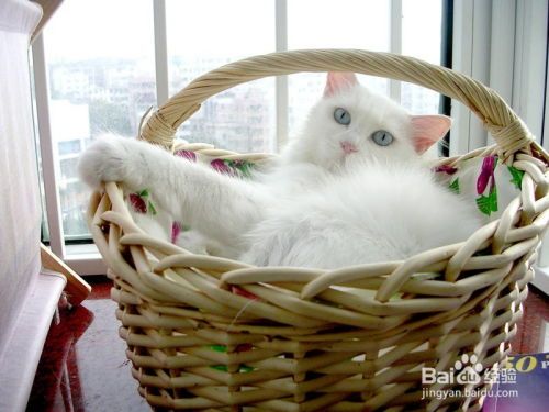 “宠物怀孕怎么办？安全终止指南”