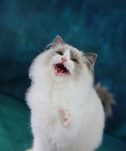 猫咪怀孕期间的饮食需求解析（科学膳食有助于猫咪健康妊娠）